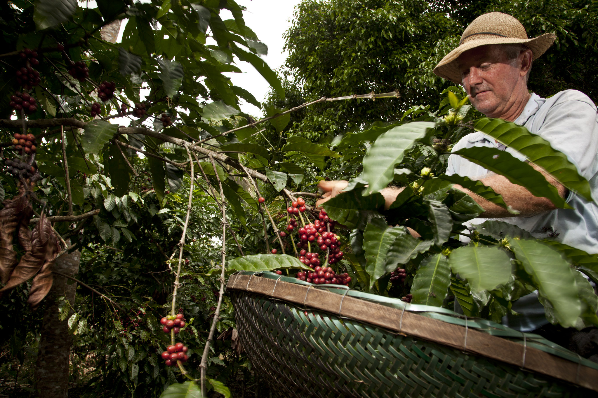 Plantação de café orgânico no Vale do Anari em Rondônia. Crédito: Marcelo Curia/ Ministério do Desenvolvimento Agrário.