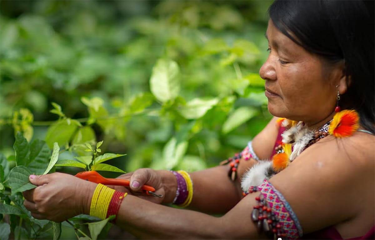 The protagonism of indigenous peoples and local communities is essential for the success of strategies aimed at promoting bioeconomy.". Photo: Publicity/Conservation International
